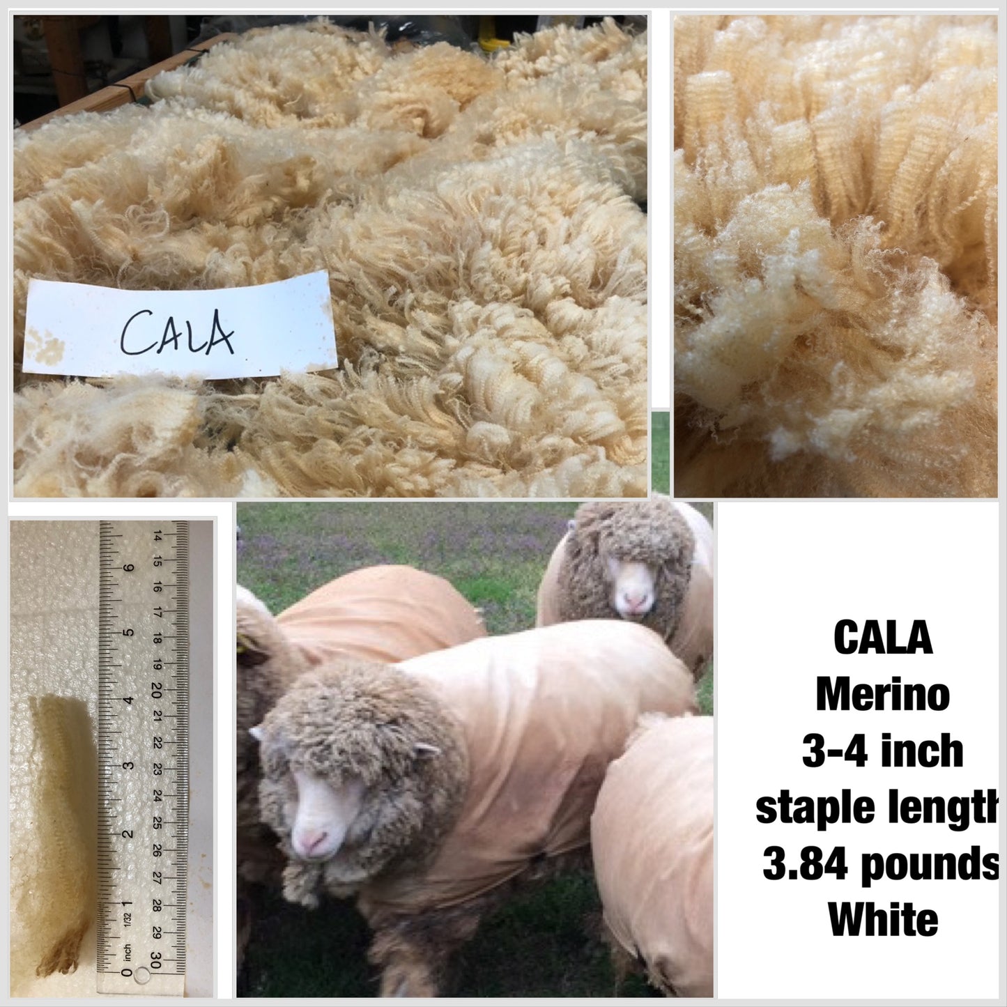 Raw Merino Fleece- Cala