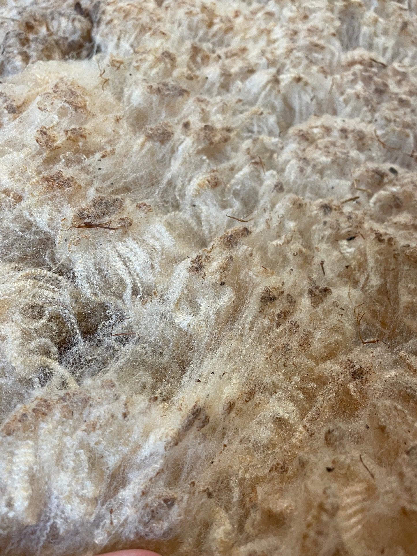 Raw Merino Fleece-Petunia