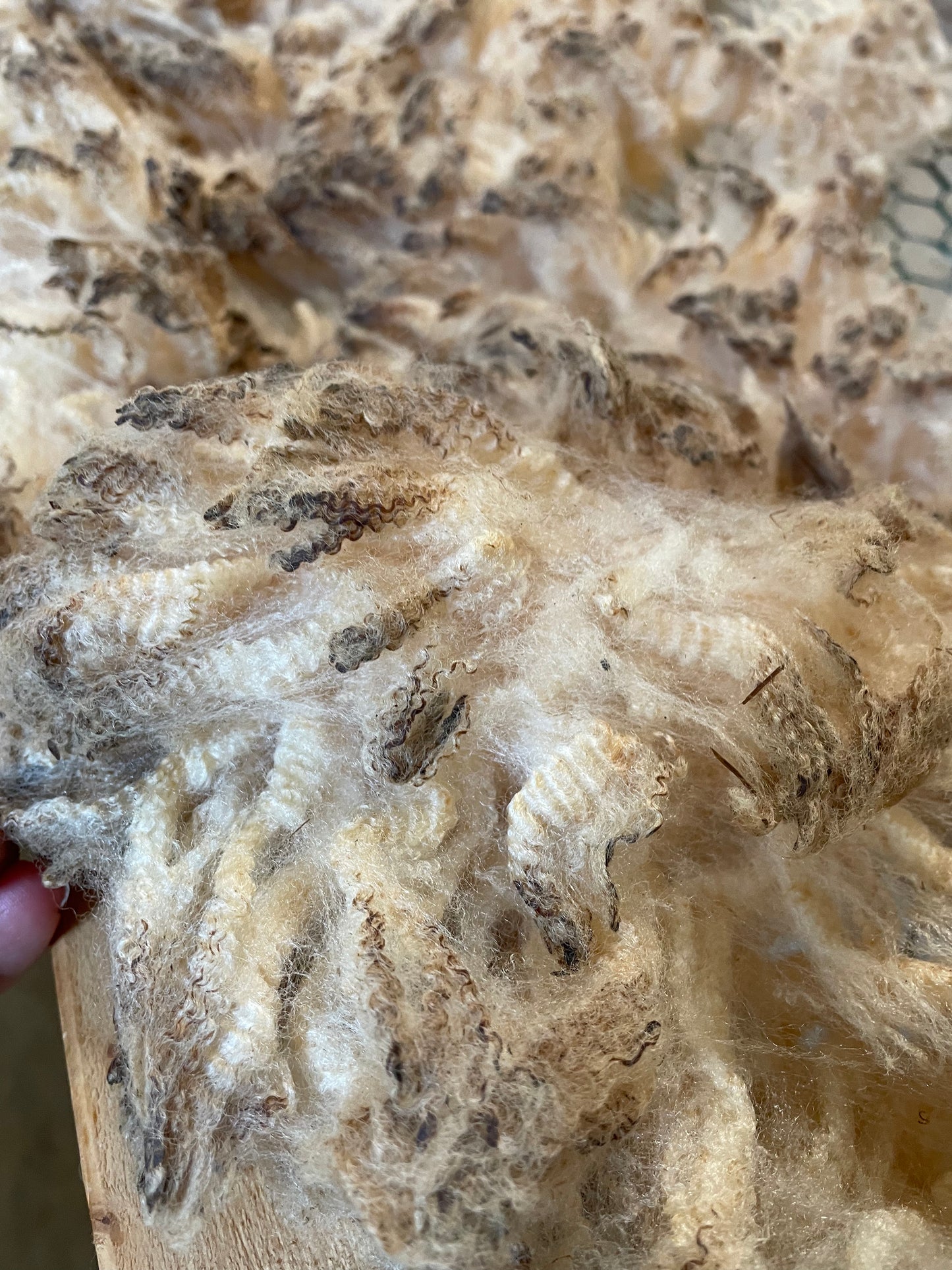 Raw Merino Fleece-Petunia