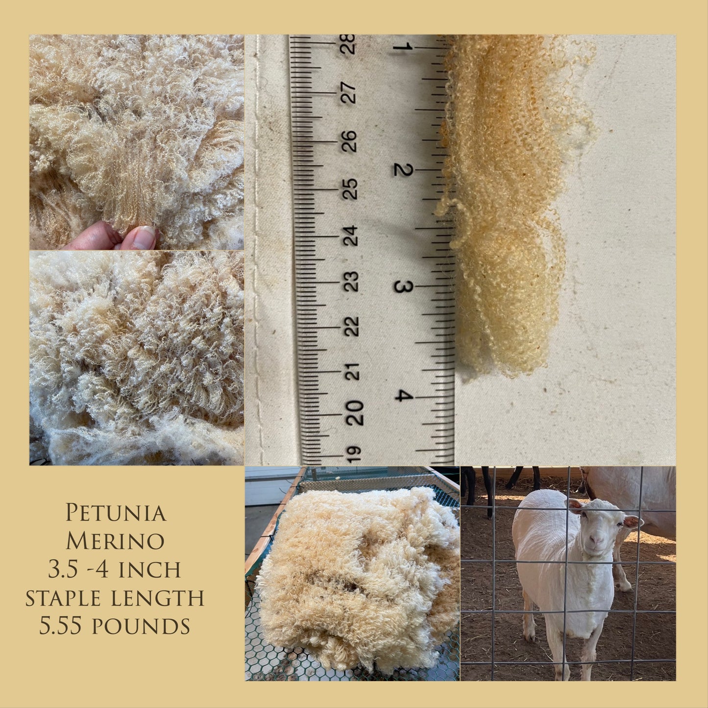 Raw Merino Fleece-Petunia