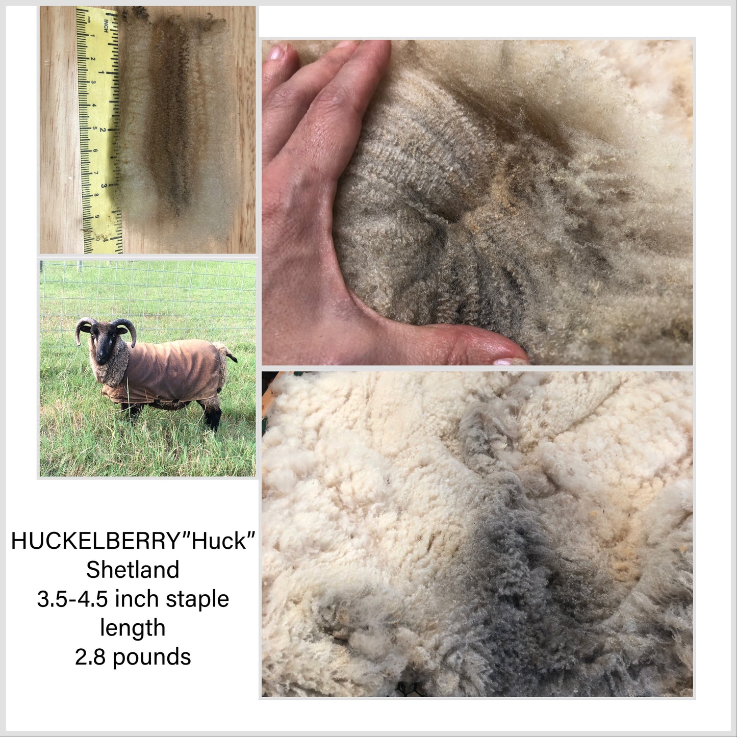 Huck-Raw Shetland Fleece