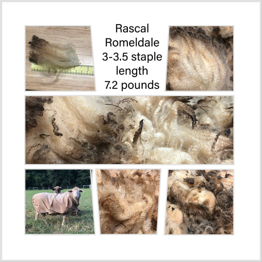 Rascal-Raw Romeldale Fleece